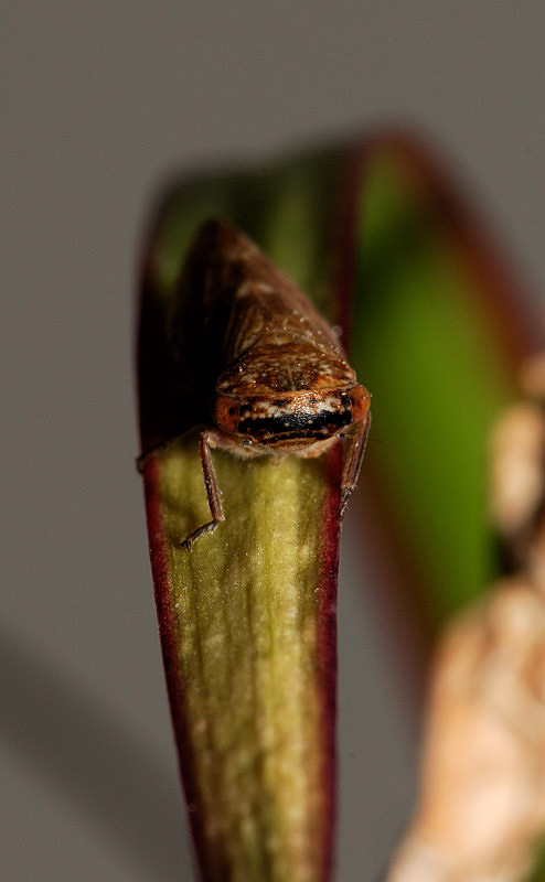 Cicadellidae: Rhytidodus decimusquartus