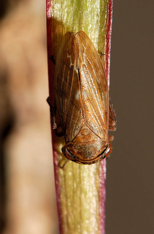 Cicadellidae: Rhytidodus decimusquartus