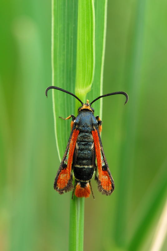 Pyropteron chrysidiforme