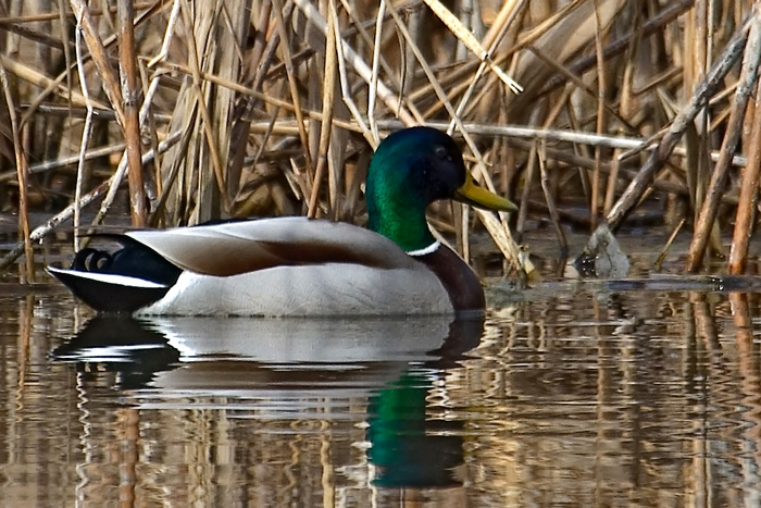 Germano Anas platyrhynchos