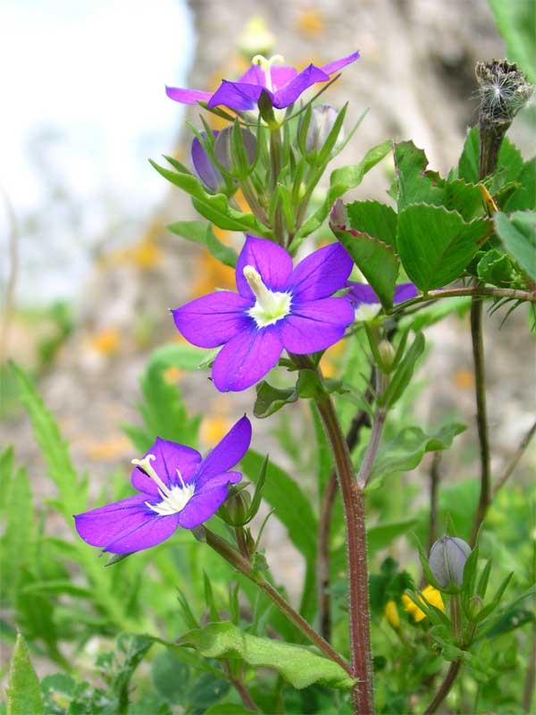 Legousia speculum-veneris / Specchio di Venere comune