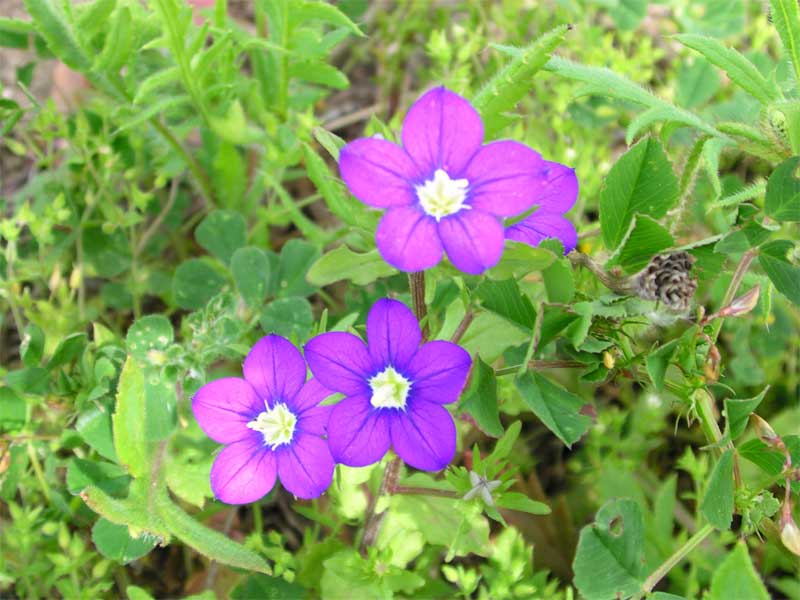 Legousia speculum-veneris / Specchio di Venere comune
