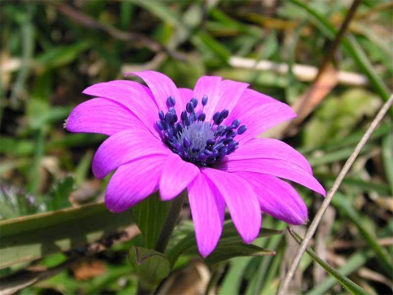 Anemone apennina e Anemone hortensis