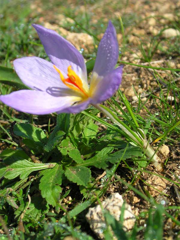 Crocus thomasii / Zafferano di Thomas