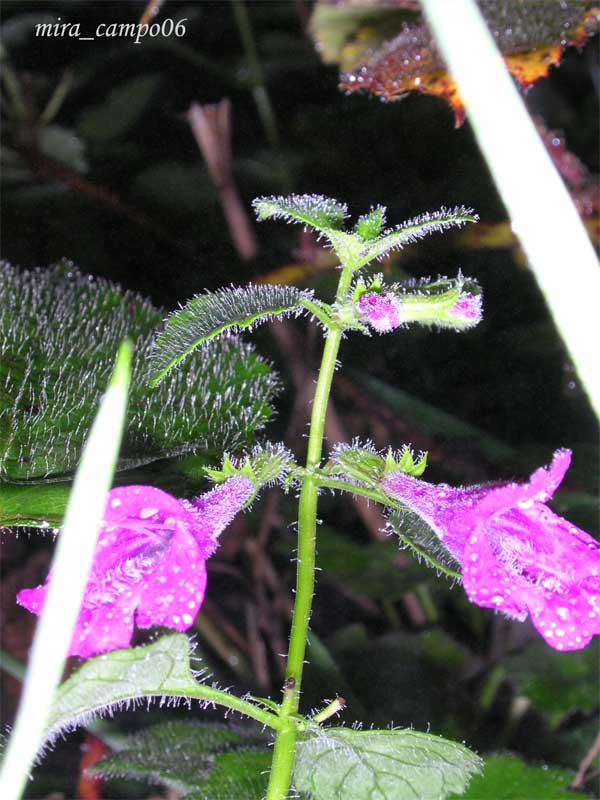 Clinopodium grandiflorum (= Calamintha grandiflora)  / Mentuccia a fiori grandi