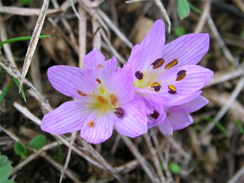 Colchicum cupanii / Colchico di Cupani