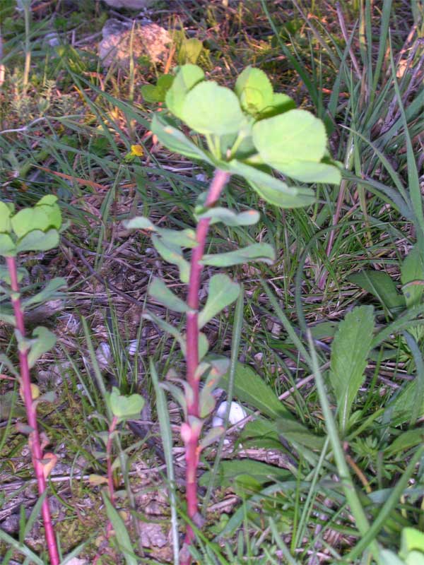 Euphorbia helioscopia / Euforbia calenzuola