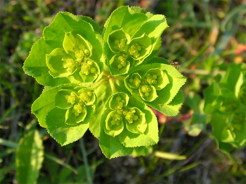 Euphorbia helioscopia / Euforbia calenzuola