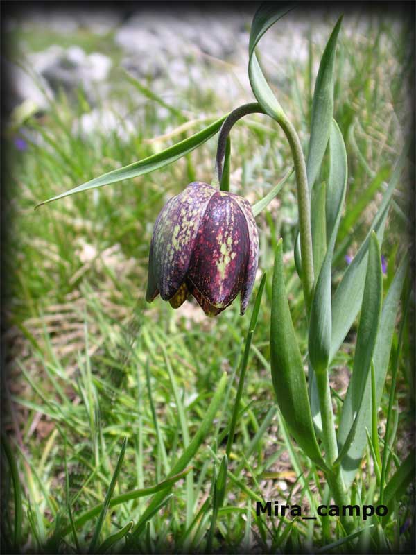 Fritillaria tenella / Fritillaria minore