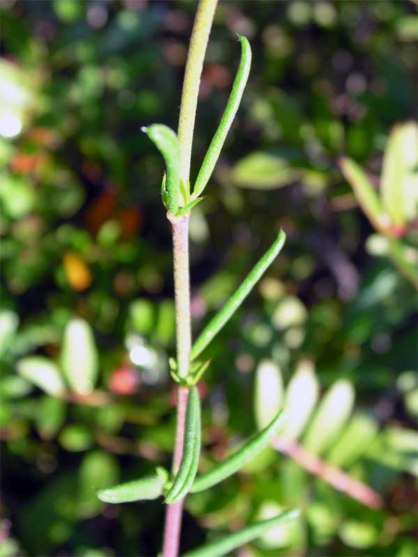 Helianthemum jonium / Eliantemo jonico