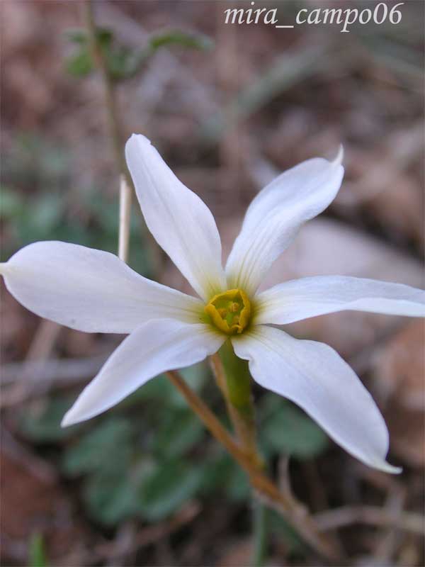 Narcissus serotinus /  Narciso autunnale