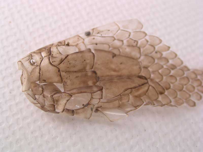 esuvie di serpente. Biacco