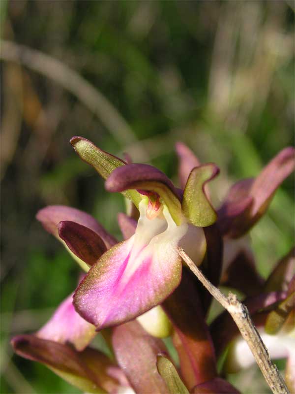 Orchis collina