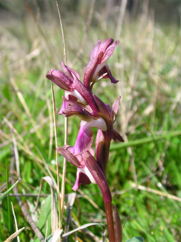 Orchis collina