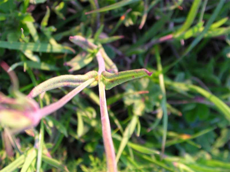 Silene conica / Silene conica