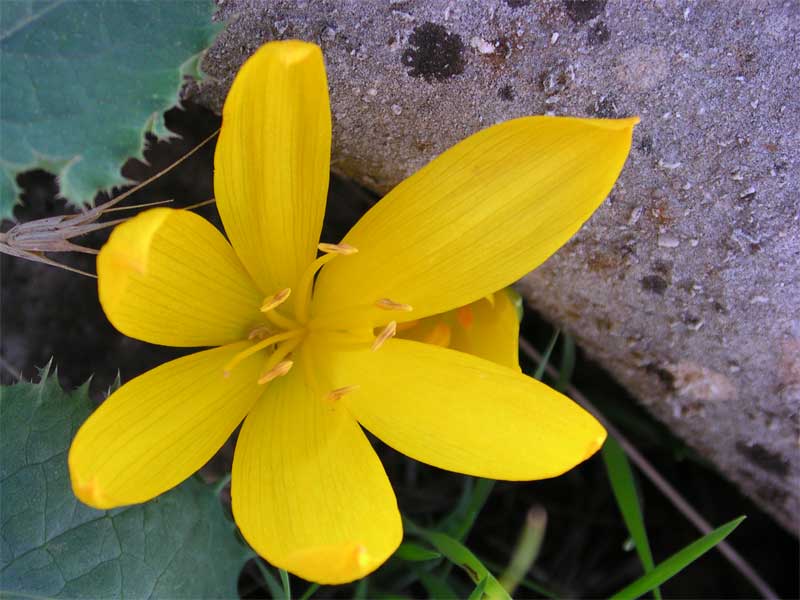 Sternbergia lutea / Zafferanastro giallo