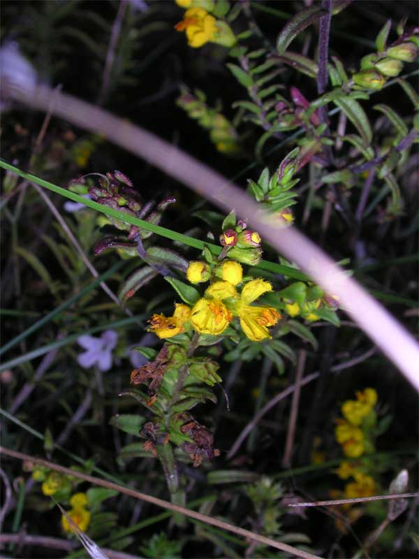 Odontites luteus / Perlina gialla