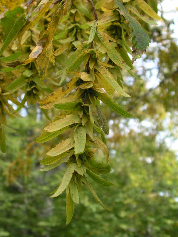 Carpini in Italia