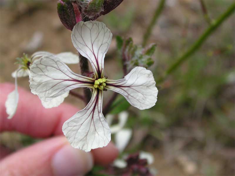 Eruca sativa / Rucola comune