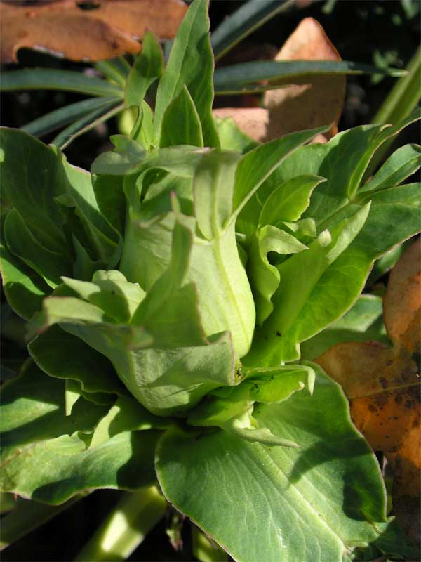 Helleborus foetidus / Elleboro puzzolente