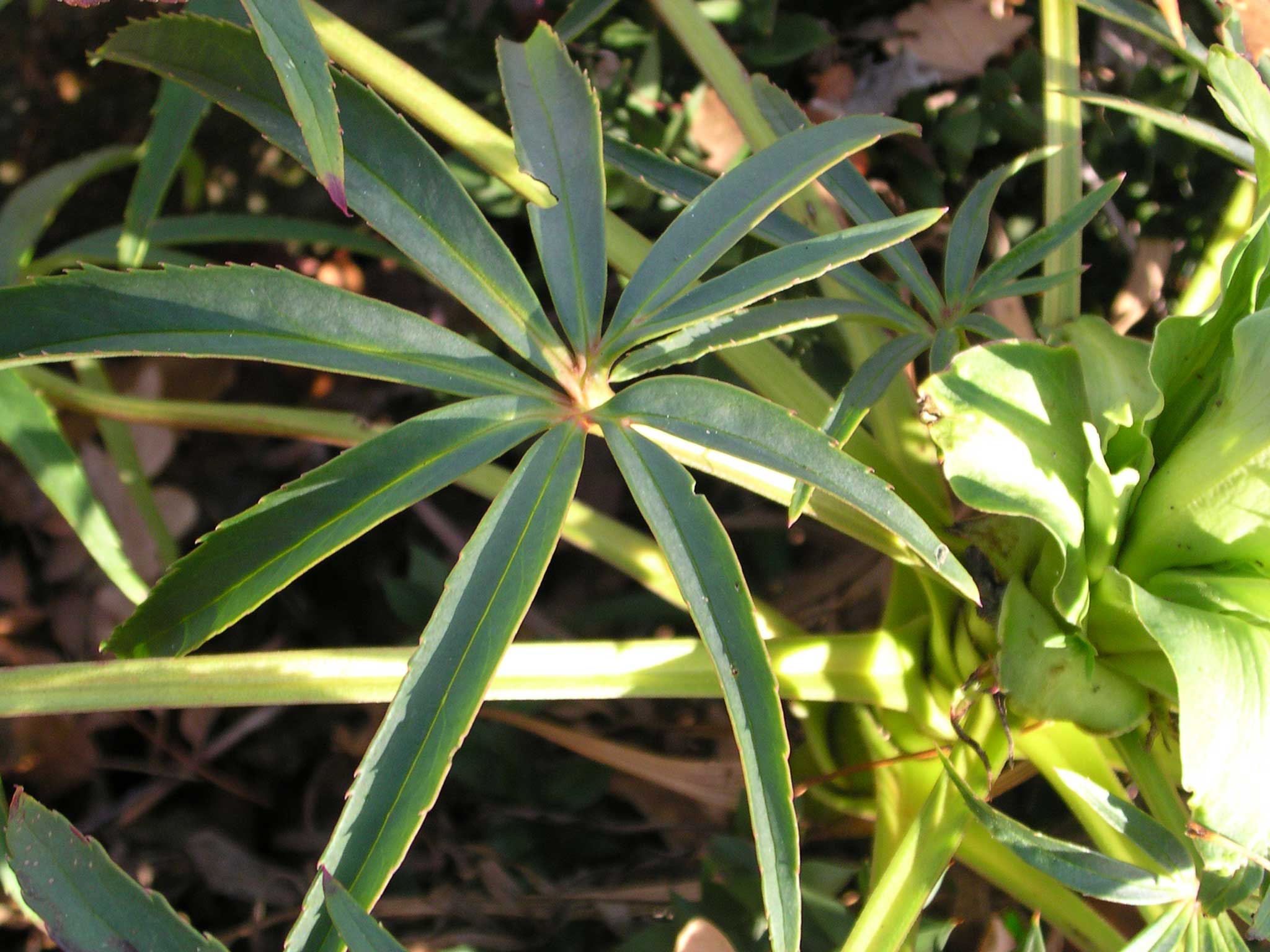 Helleborus foetidus / Elleboro puzzolente
