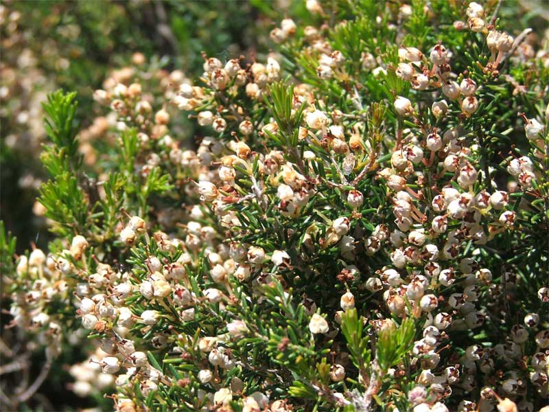 Erica arborea