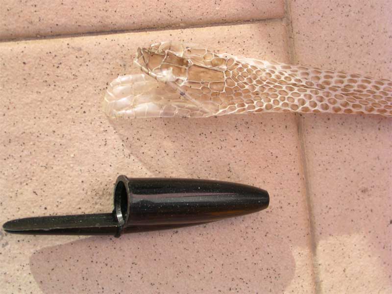 esuvie di serpente. Biacco