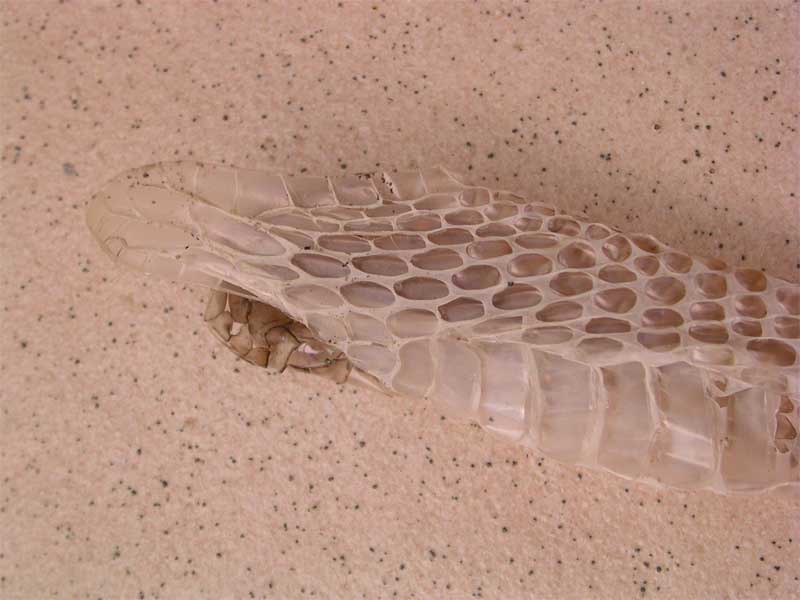 esuvie di serpente. Biacco
