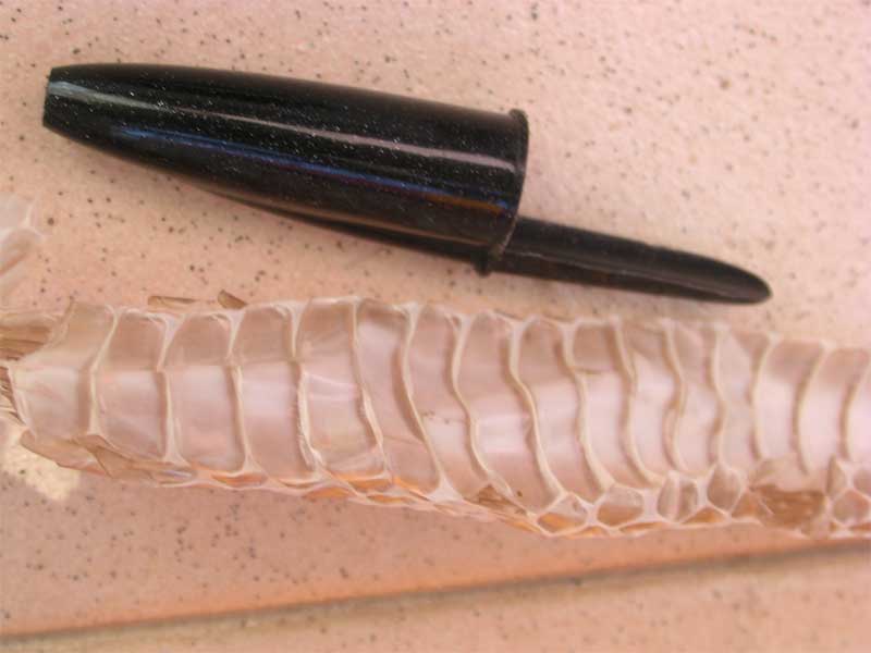 esuvie di serpente. Biacco