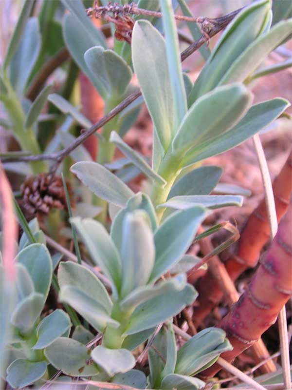 Euphorbia myrsinites / Euforbia mirsinite