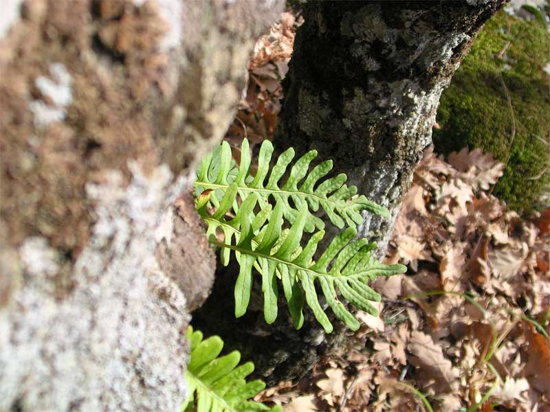 Polypodium cfr. vulgare