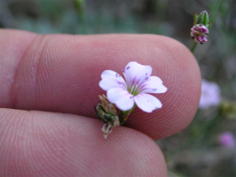 Petrorhagia saxifraga / Garofanina spaccasassi