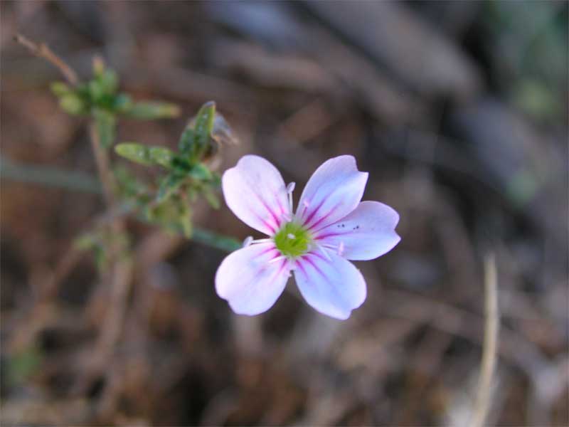 Petrorhagia saxifraga / Garofanina spaccasassi