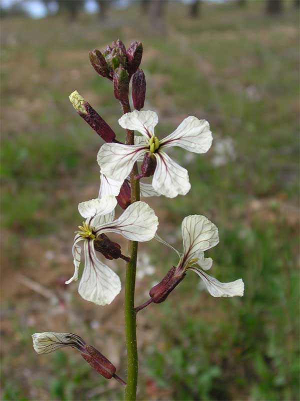 Eruca sativa / Rucola comune