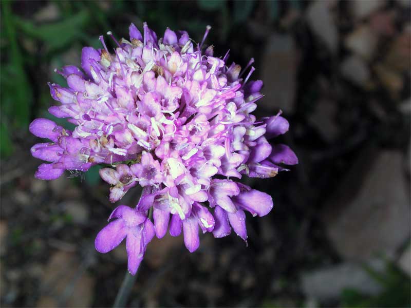 Scabiosa sp.