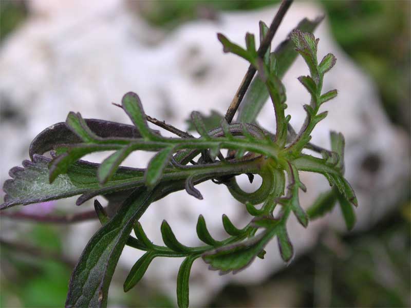 Scabiosa sp.