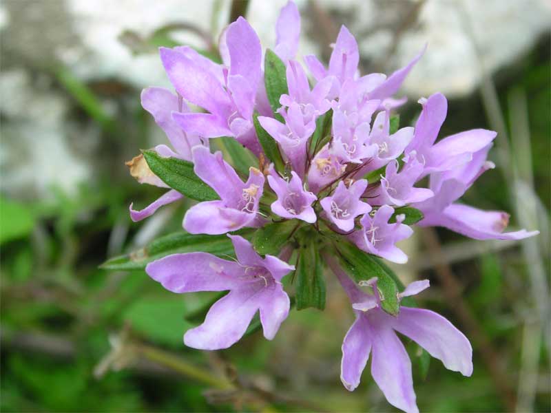 Scabiosa sp.