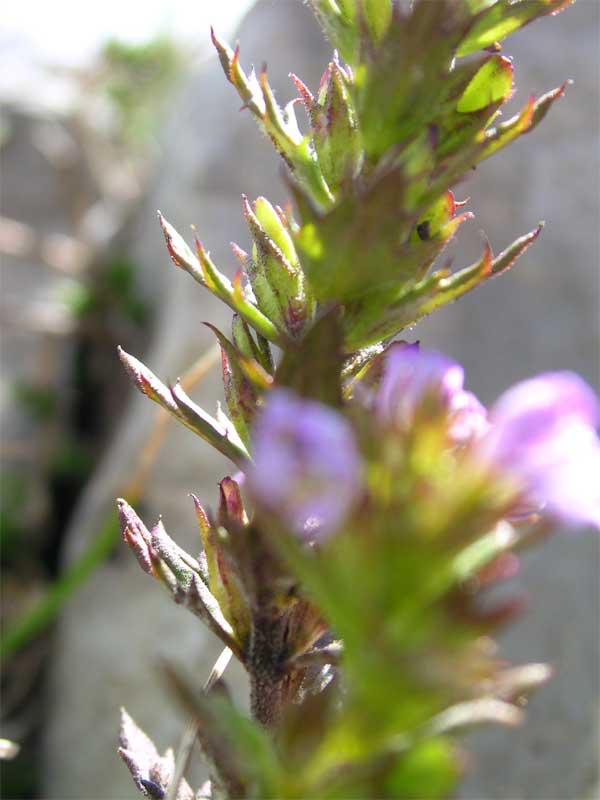 Euphrasia stricta / Eufrasia stretta