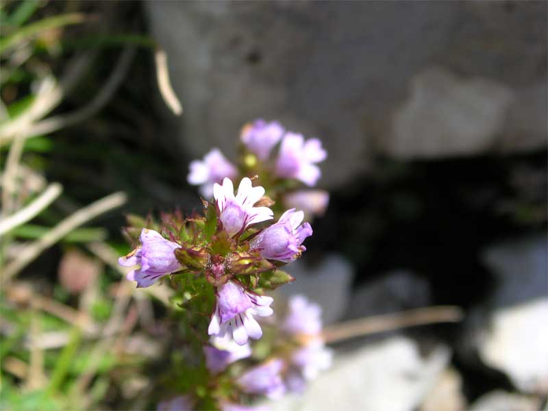 Euphrasia stricta / Eufrasia stretta