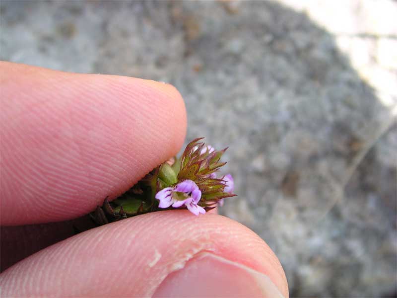 Euphrasia stricta / Eufrasia stretta