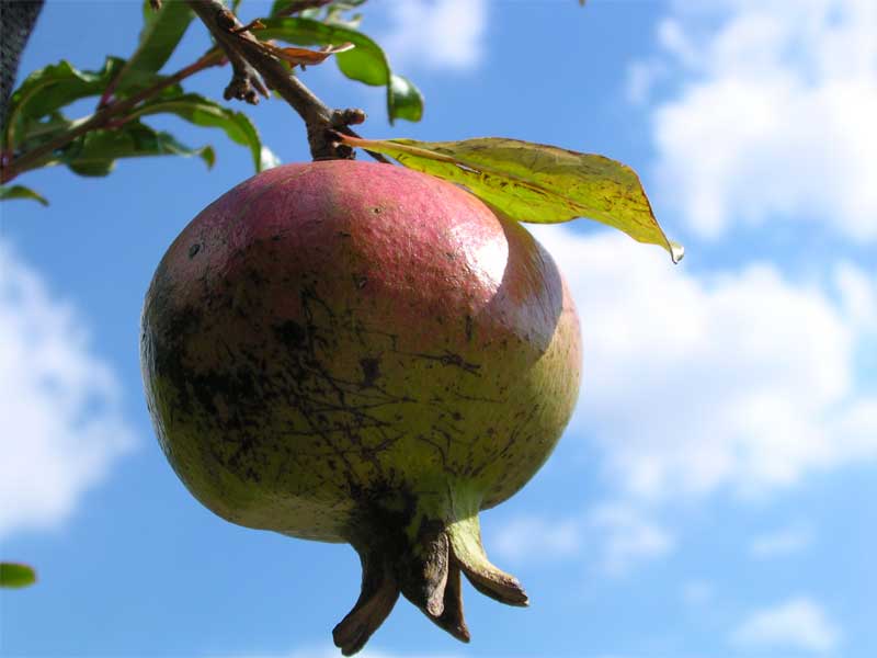 Punica granatum / Melograno