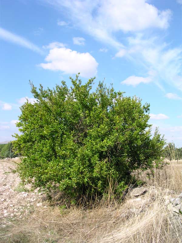 Punica granatum / Melograno