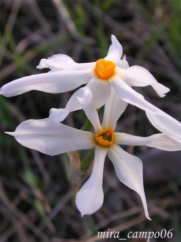 Narcissus serotinus /  Narciso autunnale