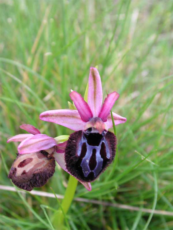 Ophrys sipontensis / Orchidea di Siponto