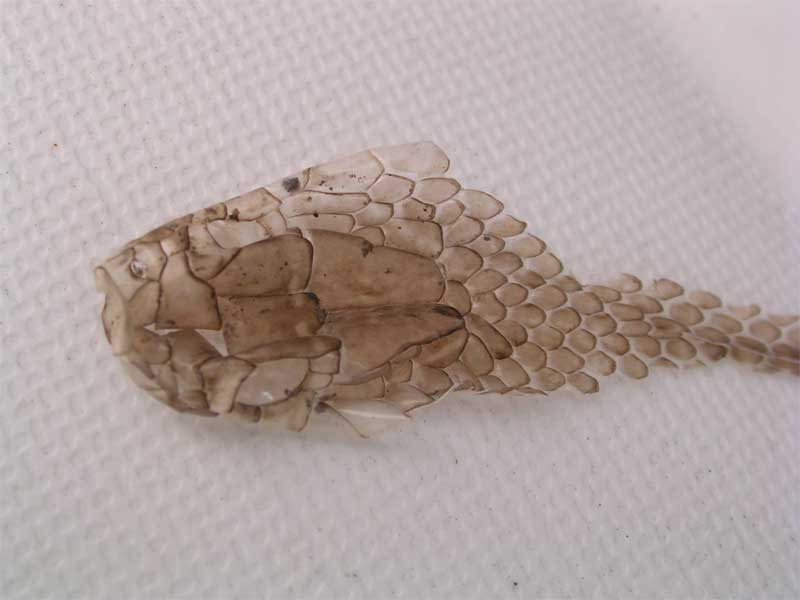 esuvie di serpente. Biacco