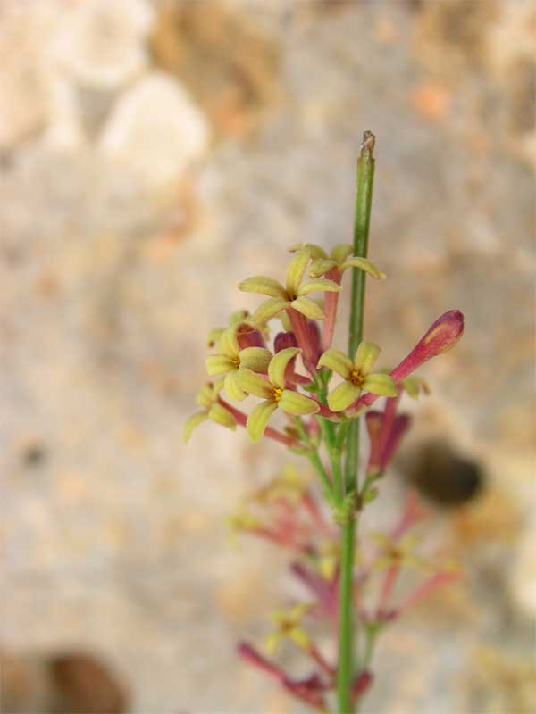 Asperula aristata