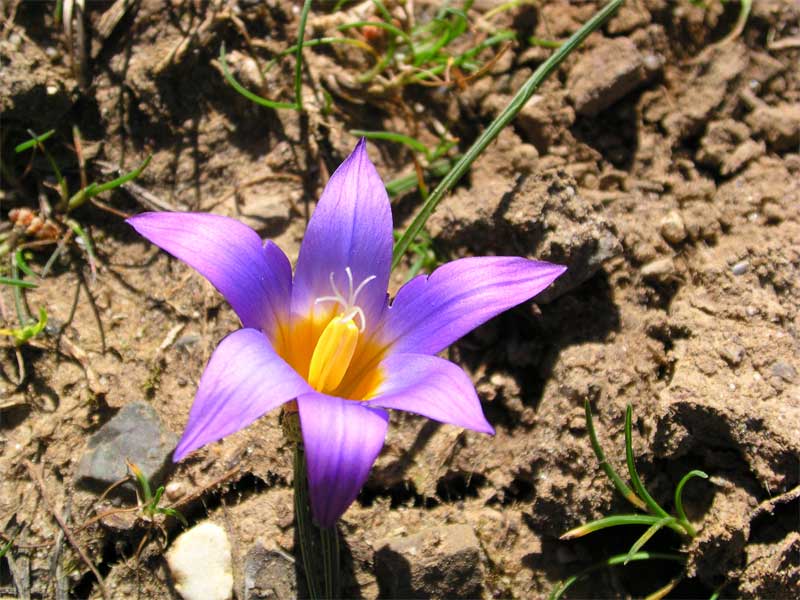 Romulea bulbocodium