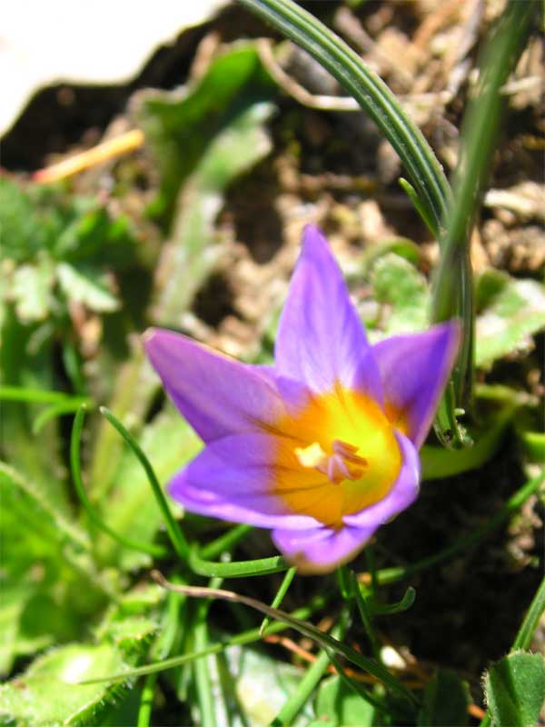Romulea bulbocodium