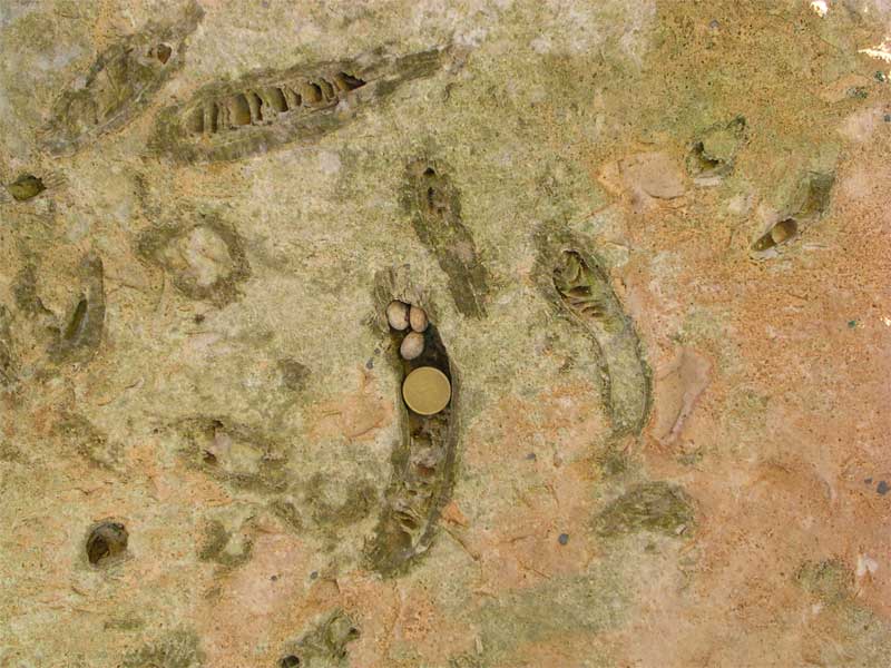 archeologia pugliese