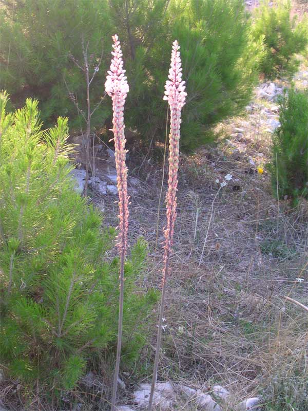Charybdis pancration / Scilla marittima
